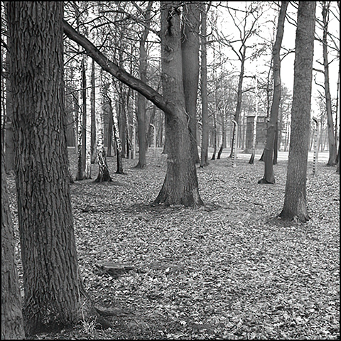 woods behind the crematoria